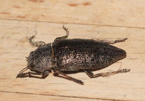 Réf. 325 222 : Dicerca aenea
